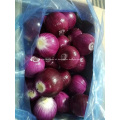 Fresh onion from shandong